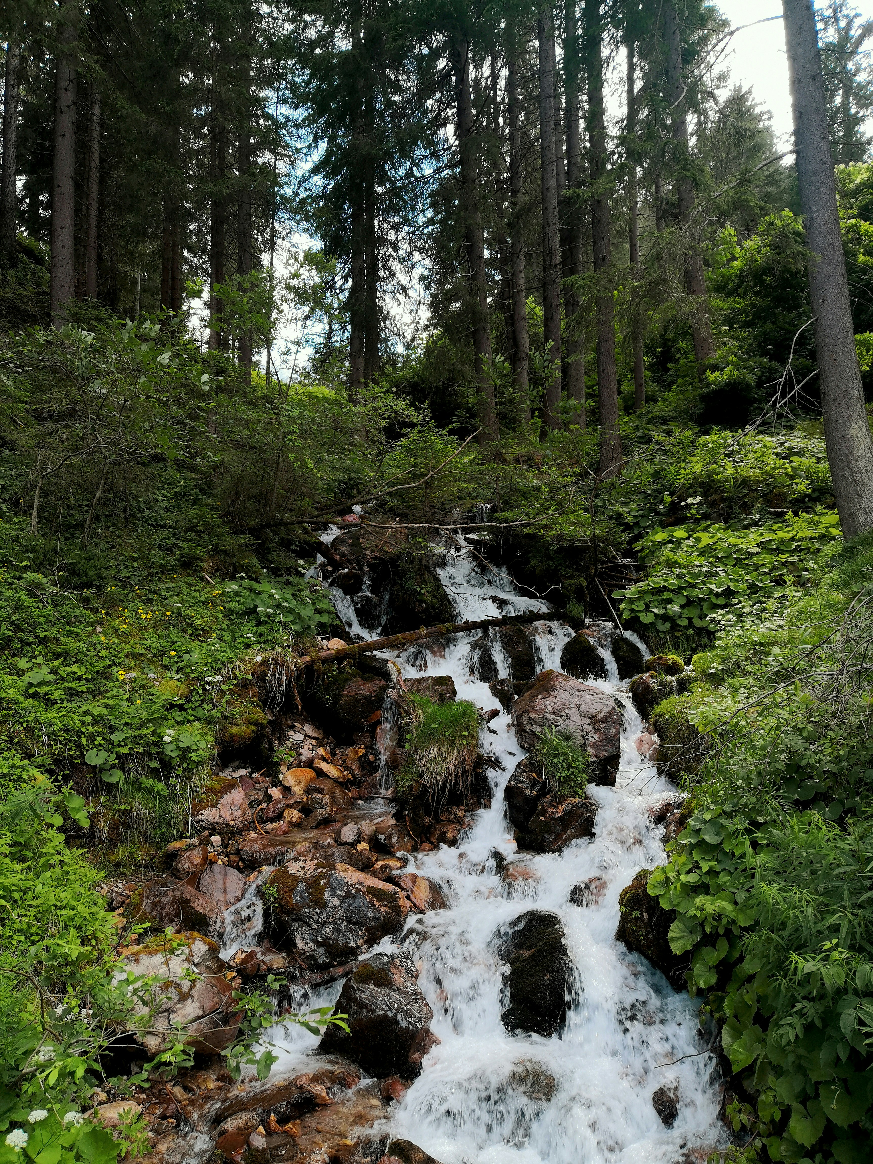 river in the middle of forest during daytime